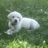 Betsy