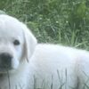 Betsy - Image 2